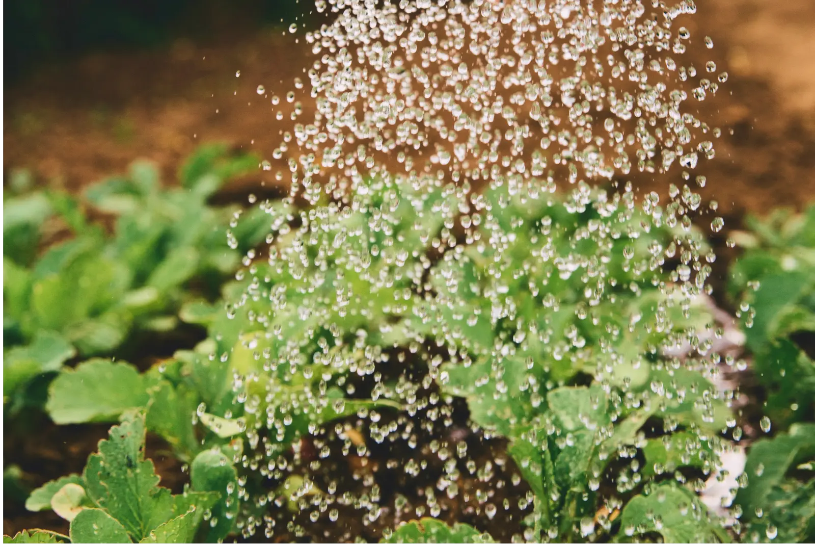 Zalévání zahrady vodou z retenční nádrže